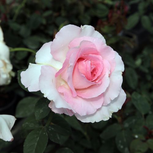 Vendita, rose, online Rosa Grand Siècle™ - rosa - rose ibridi di tea - rosa dal profumo discreto - Georges Delbard - ,-